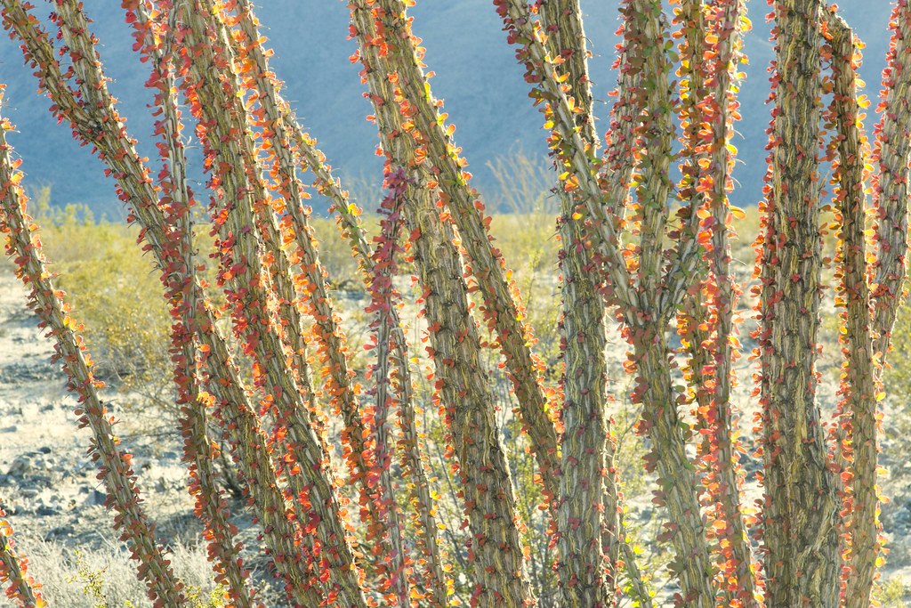 Ocotillo stems rising side by side, their leaves turned persimmon red